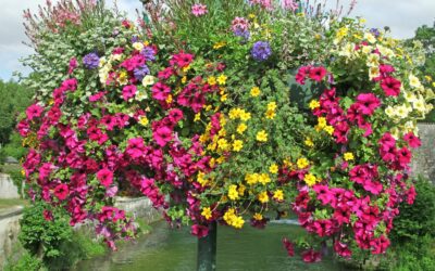 Suspensions florales à Jarnac : des compositions florales originales pour toutes les occasions
